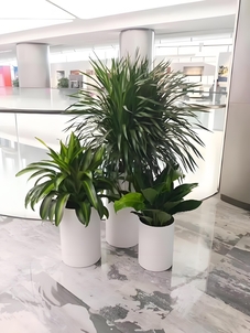 解锁宁波镇海绿化修剪方案，感受绿色生机无限！